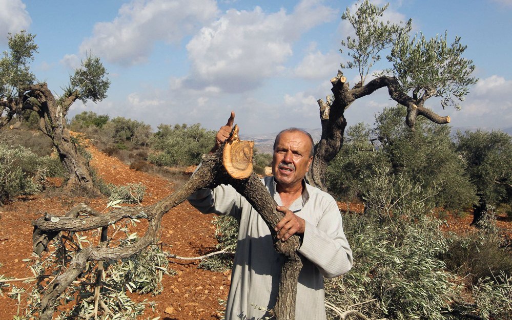 الاحتلال يجرف أراضي زراعية ويقتلع أشجار زيتون جنوب الخليل
