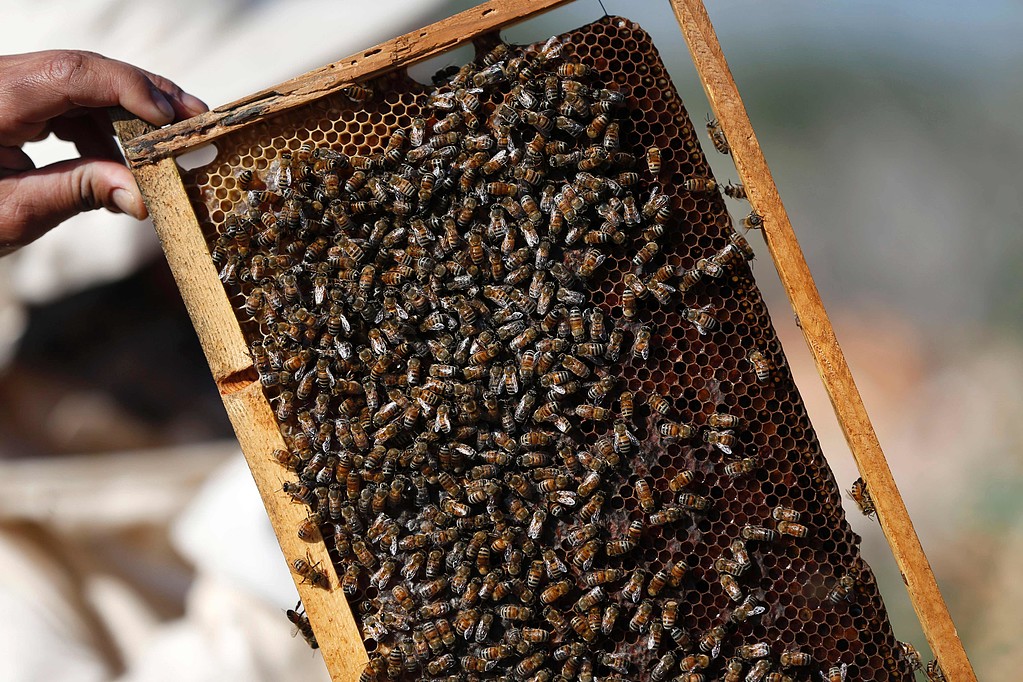 سمُّ النحل يعالج الأكزيما
