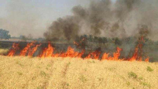 الحرائق الموسمية.. نيران إسرائيلية تلحق أضرارًا بالمزارع الأردنية