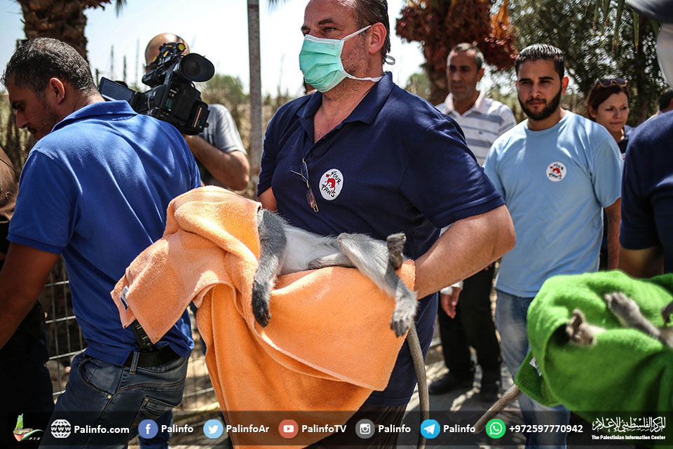 نقل حيوانات من حديقة الجنوب للعلاج خارج غزة