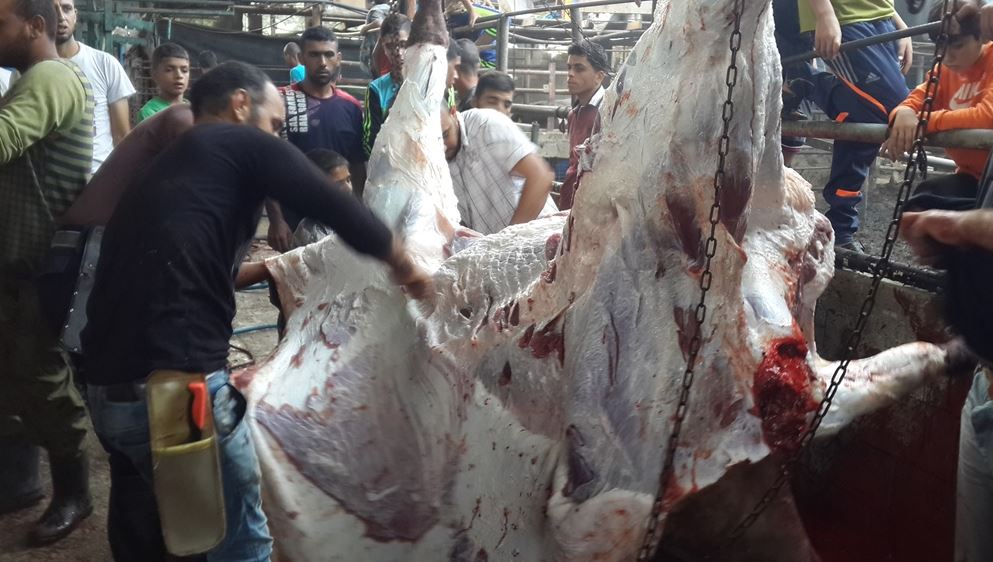 غزة في العيد.. صلوات وفرح وزيارات