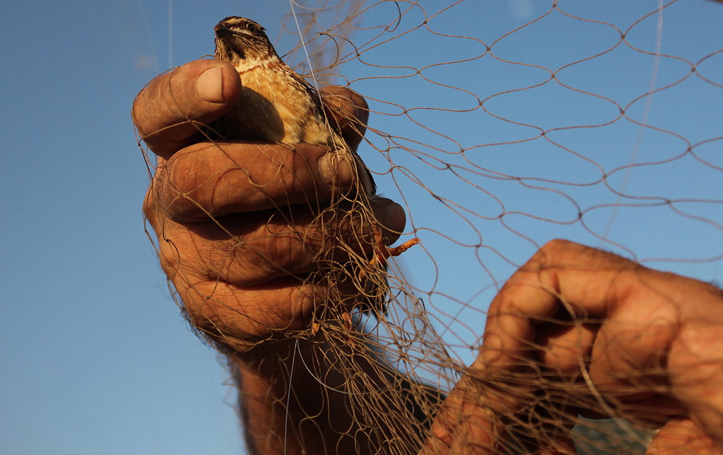صيد طائر السمّان على سواحل غزة