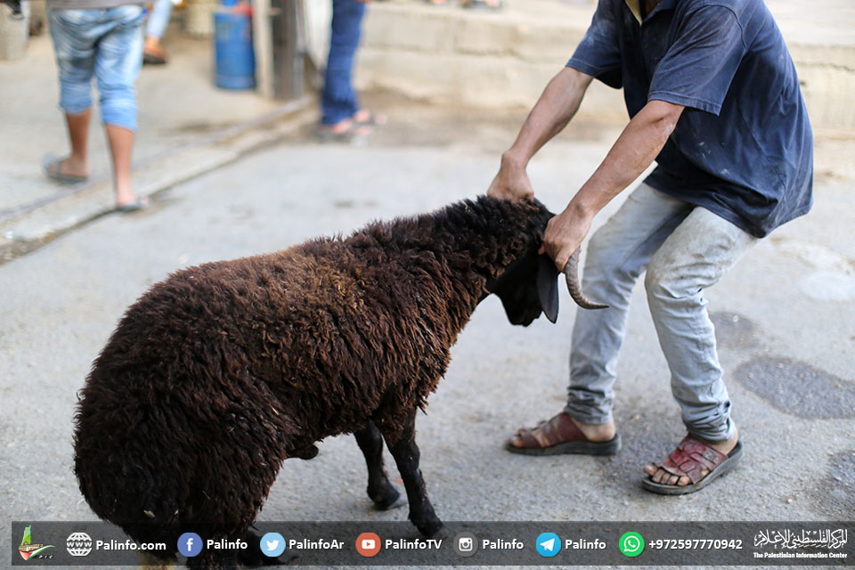 نصائح للتعامل مع أضحية العيد