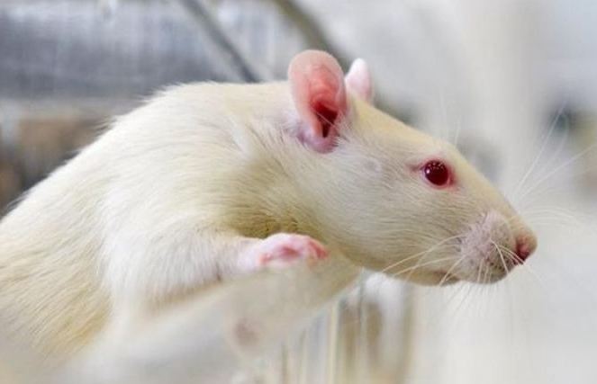 الخلايا الجذعية توفر رؤية جزئية لفئران عمياء