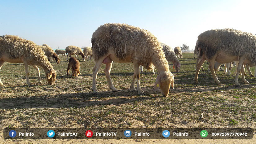 مستوطن يدهس قطيعًا من الأغنام جنوب الخليل