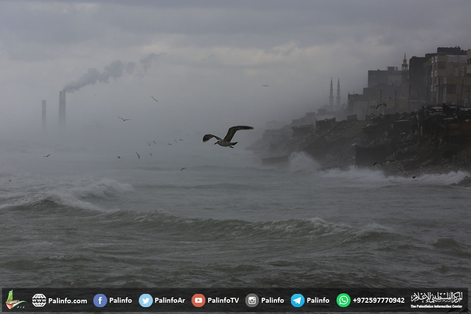 طيور النورس على شواطئ بحر غزة صباح السبت
