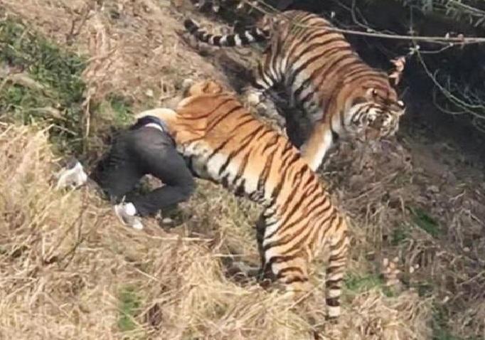 شاهد: نمر يفترس رجلاً أمام زوجته وطفلته بالصين