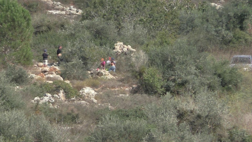 مستوطنون يسرقون 420 شجرة زيتون من قرى في جنوب نابلس