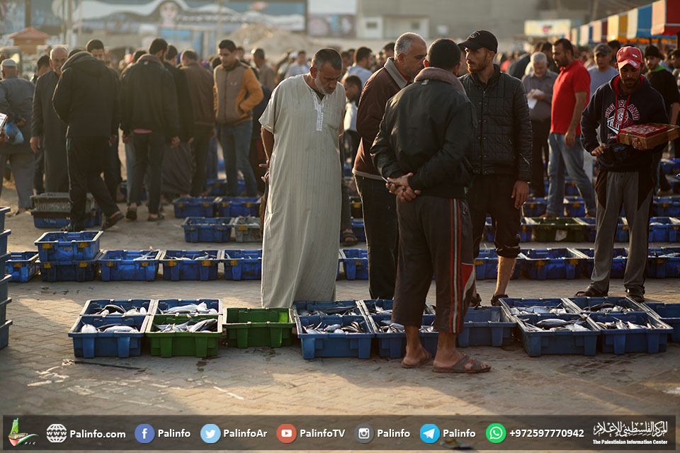 ميناء غزة وحسبة السمك .. جمال وصيد وفير
