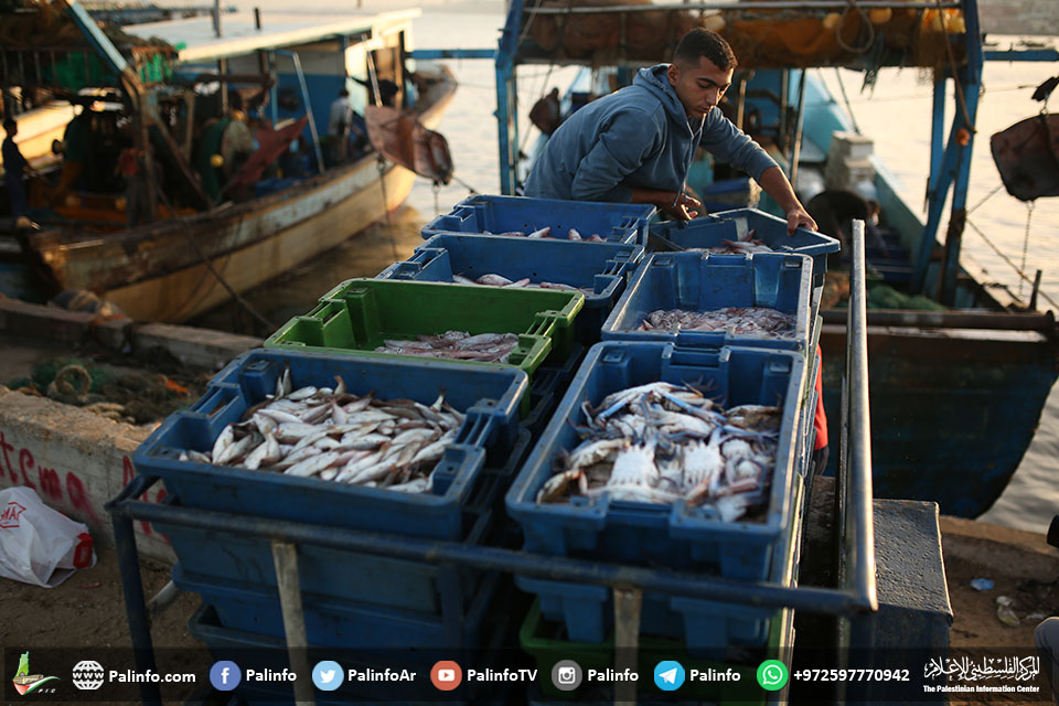 الاحتلال يمنع تصدير الأسماك من غزة للضفة الغربية
