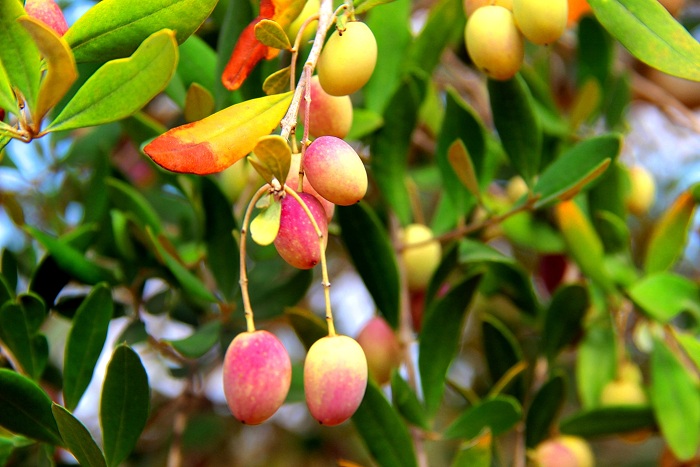 ثمار الزيتون بألوانها المتنوعة.. ماذا تحمل من فوائد صحية؟