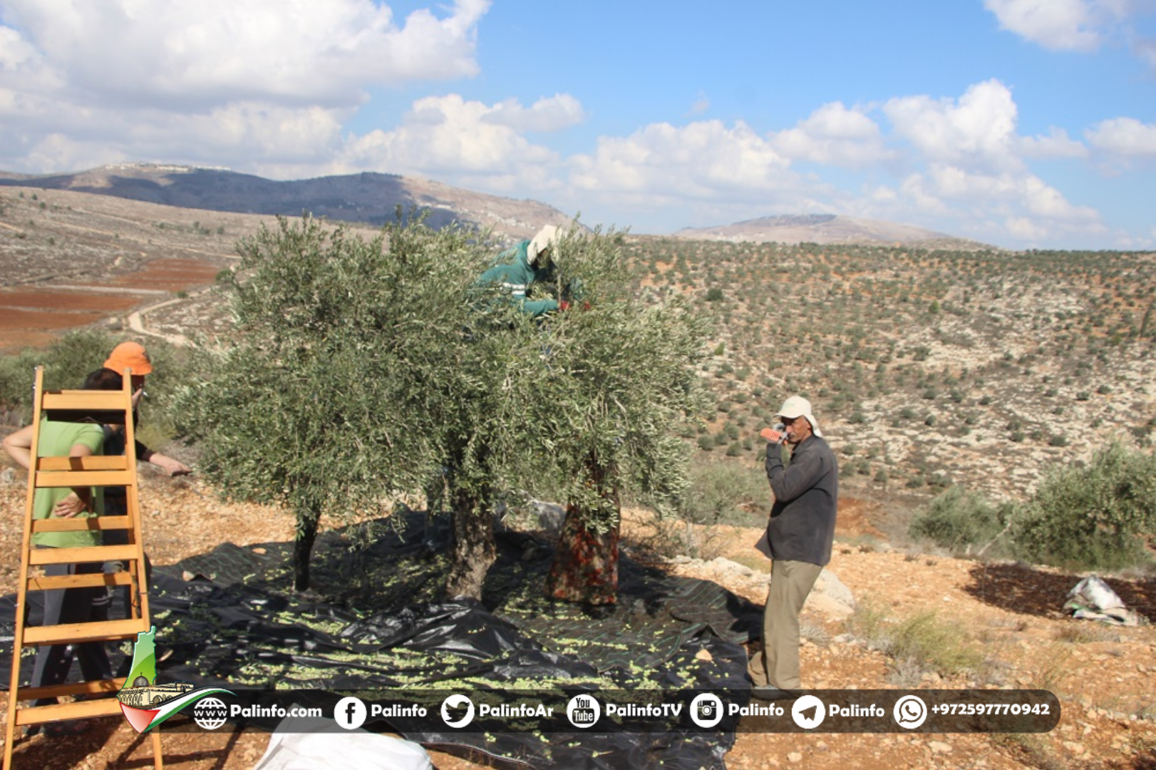 عساف: الاحتلال يستغل موسم الزيتون لتصعيد اعتداءاته على المزارعين