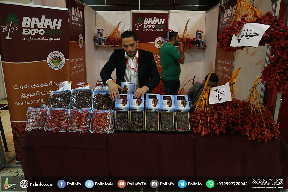 بلح فلسطين .. معرض على أرض منتجع الشاليهات بغزة