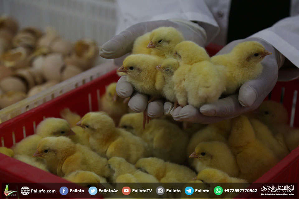 الزراعة: دخول 216 ألف بيضة دجاج مصابة بميكروب الميكوبلازما لغزة