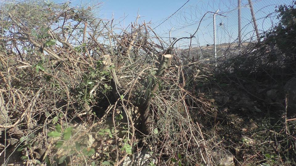 مستوطنون يقطعون 50 شجرة كرمة جنوب بيت لحم