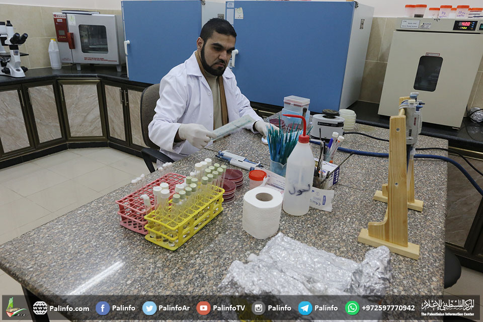باحث من غزة يكتشف علاجًا فطريًّا لسوسة النخيل