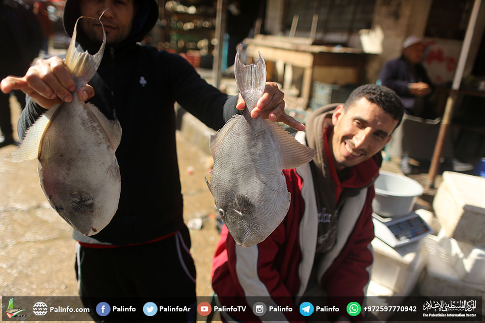 انتشار السمك المصري في أسواق غزة بعد إدخاله عبر معبر رفح