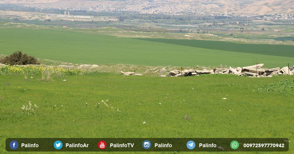 الربيع يبسط جماله الأخضر بالاغوار الشمالية الفلسطينية