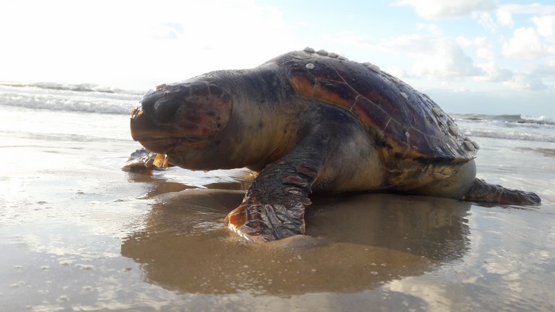 خروج عدد من السلاحف البحرية على شواطئ غزة