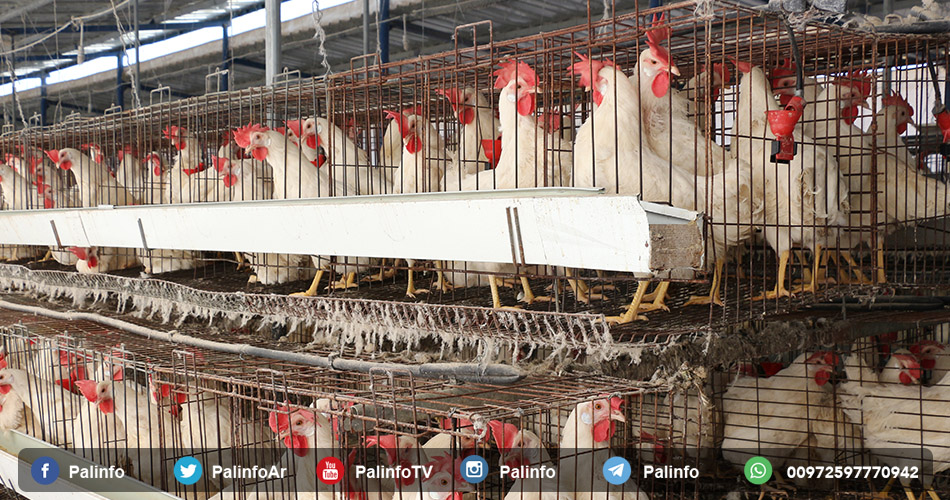 رفض فلسطيني لقرار استيراد الدجاج من السوق الإسرائيلي