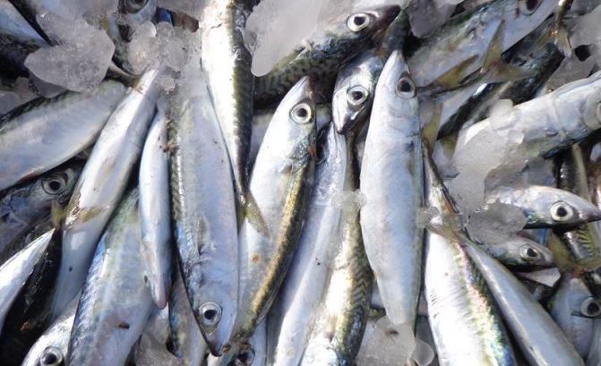 الزراعة والاقتصاد بغزة توضحان عملية تسويق الأسماك للخارج