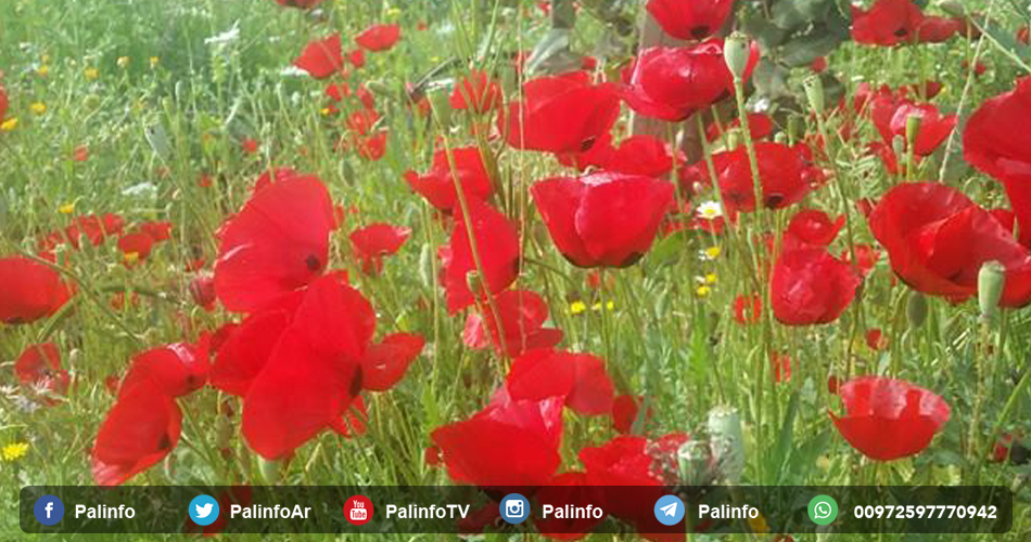زهور الربيع.. جمال الطبيعة الرباني في الأغوار