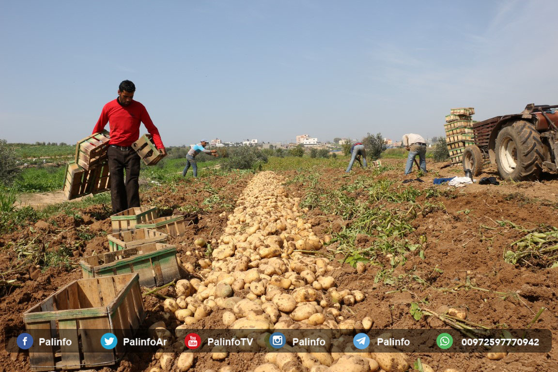 الزراعة توزع مساعدات بمليون دولار لمتضرري كورونا في غزة
