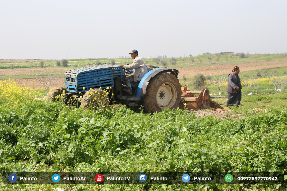 المزارعون في جحر الديك.. صمودٌ تحت حراب الاحتلال