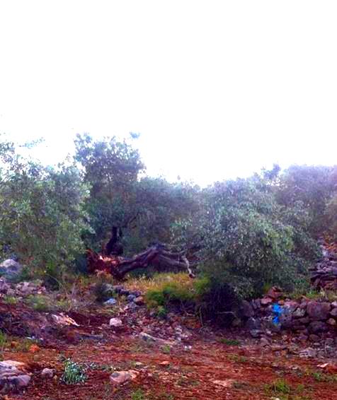 الاحتلال يقتلع أشجار زيتون ويعتدي على ممتلكات مزارعين جنوبي الضفة