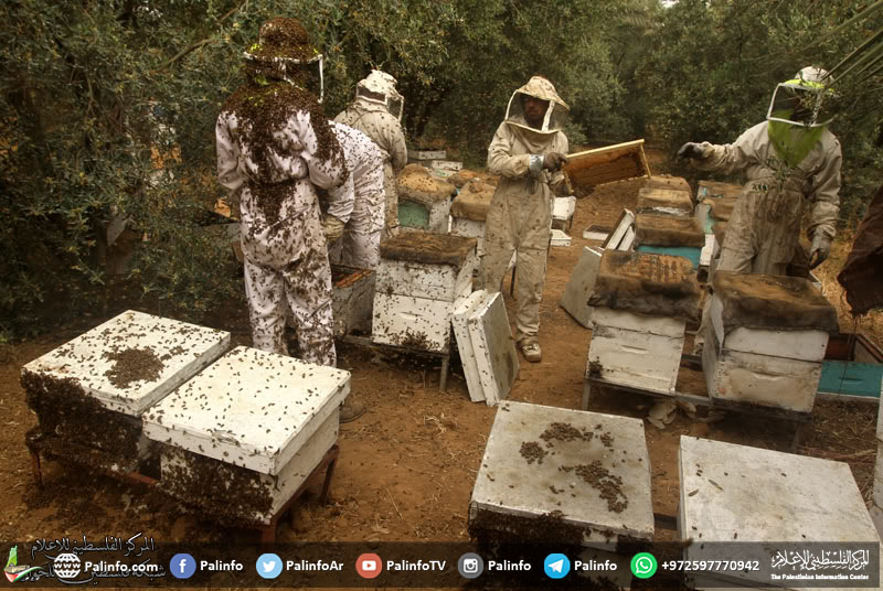 مخاوف من تأثر موسم العسل هذا العام بالظروف الجوية