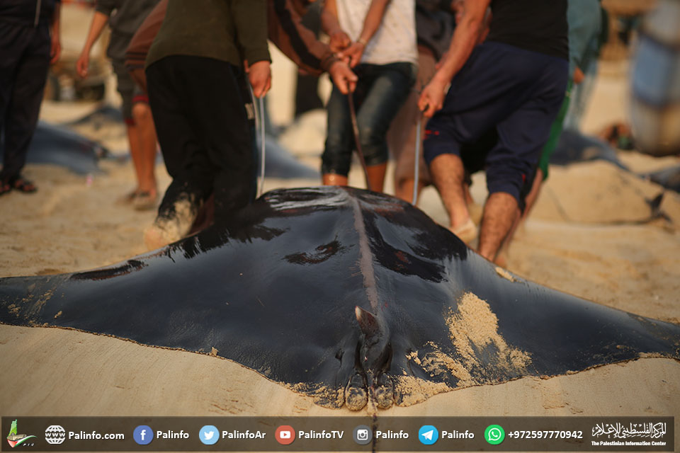 أسماك الوطواط العملاقة تعلق في شِباك صيادي غزة