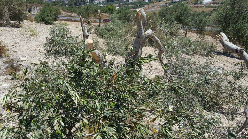 مجزرة أشجار الزيتون في قريوت وبورين تعكر بهجة العيد