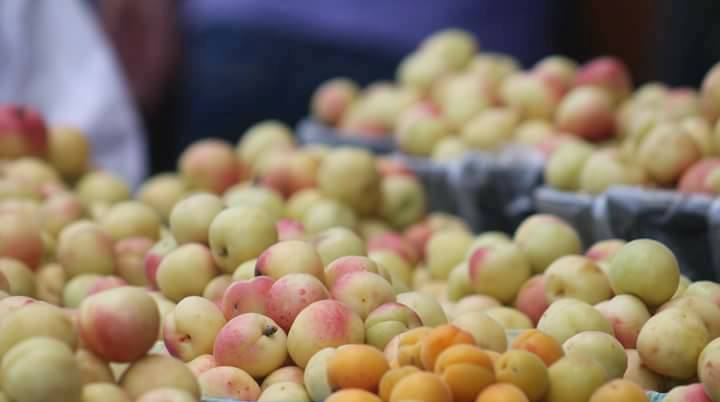 المشمش…فاكهة القرى تزين موائد الصائمين بالضفة