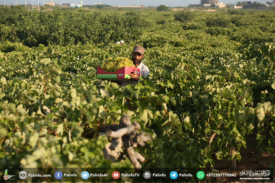 مزارعين يقطفون ثمار العنب مع بدء موسمه في مدينة غزة