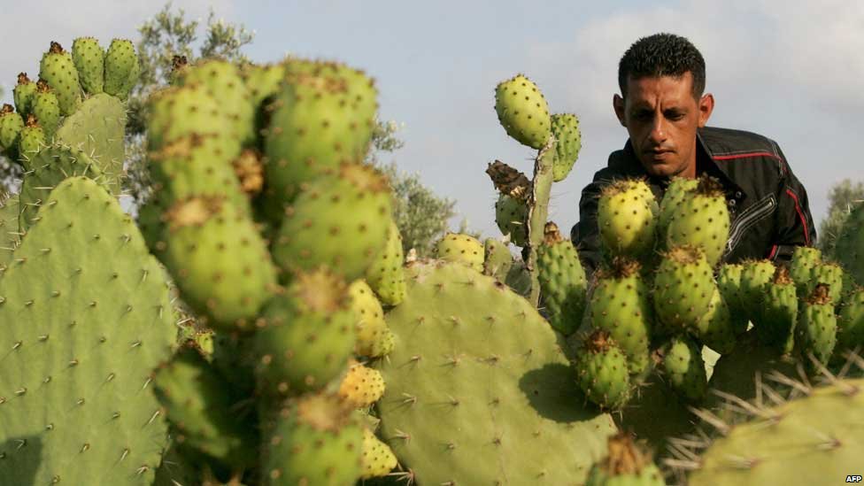 التين والصبر.. ثمار تغزو أسواق نابلس مبكرًا بعد نضوجها