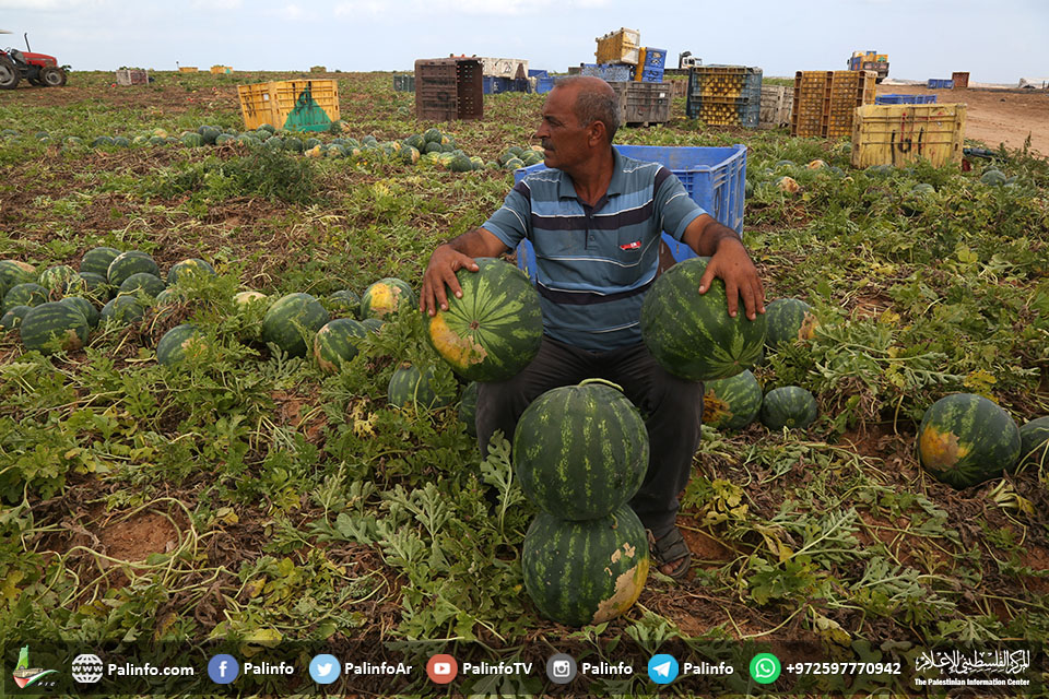 مزارعون يقطفون البطيخ في بيت لاهيا شمال قطاع غزة