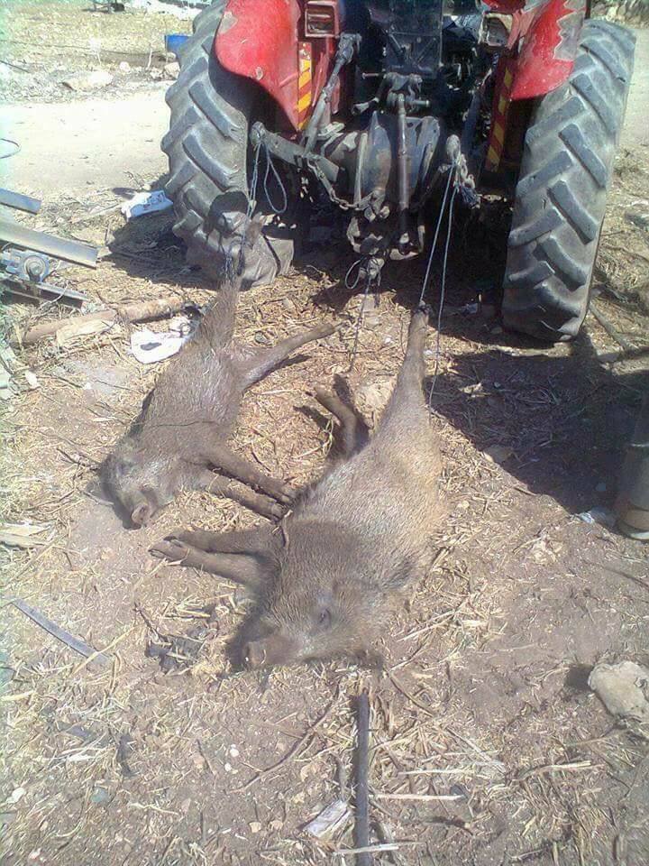 خسائر زراعية بفعل الخنازير البرية شرق جنين