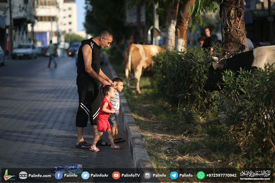 استعدادات نحر أضاحي العيد في غزة