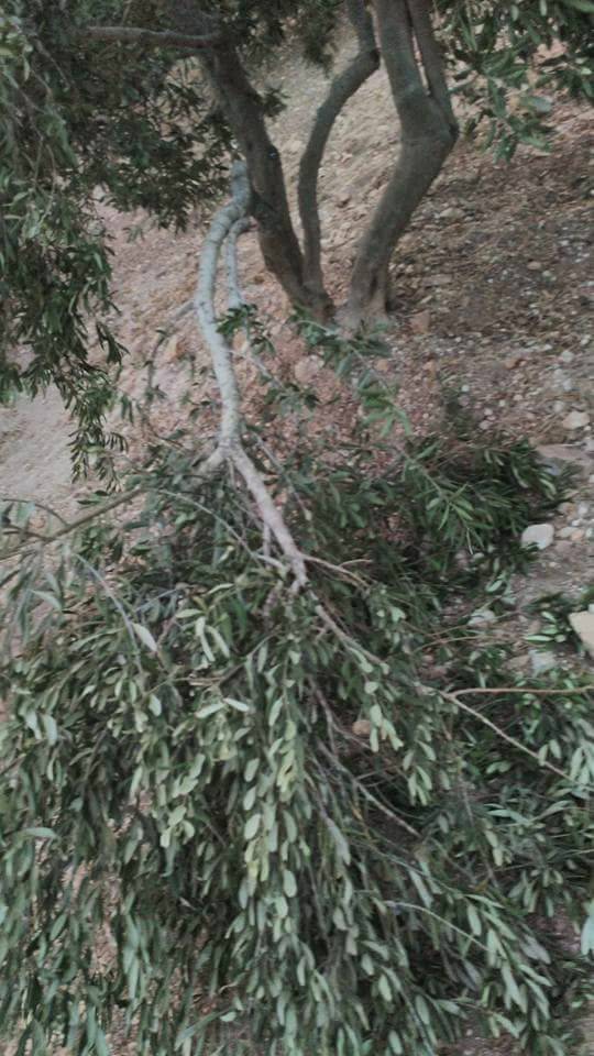 مستوطنون يحطمون 40 شجرة زيتون بـساوية نابلس