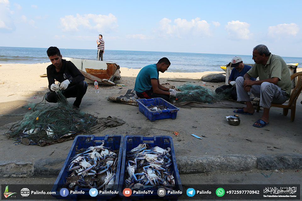 السلطعونات.. مصدر رزق للصيادين وضيف على موائد غزة