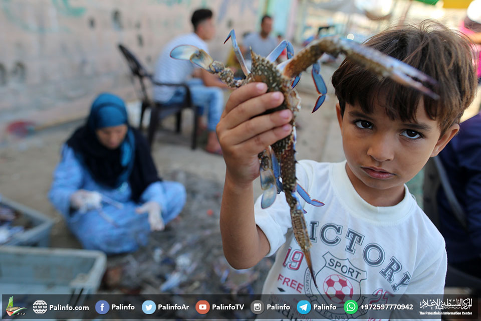 موسم صيد السلطعونات في غزة