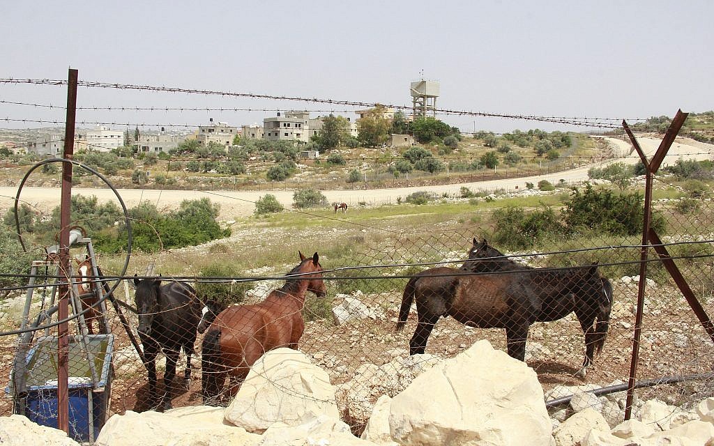 مزارع حيوانات المستوطنين.. طريقة ماكرة لسرقة أراضي الفلسطينيين