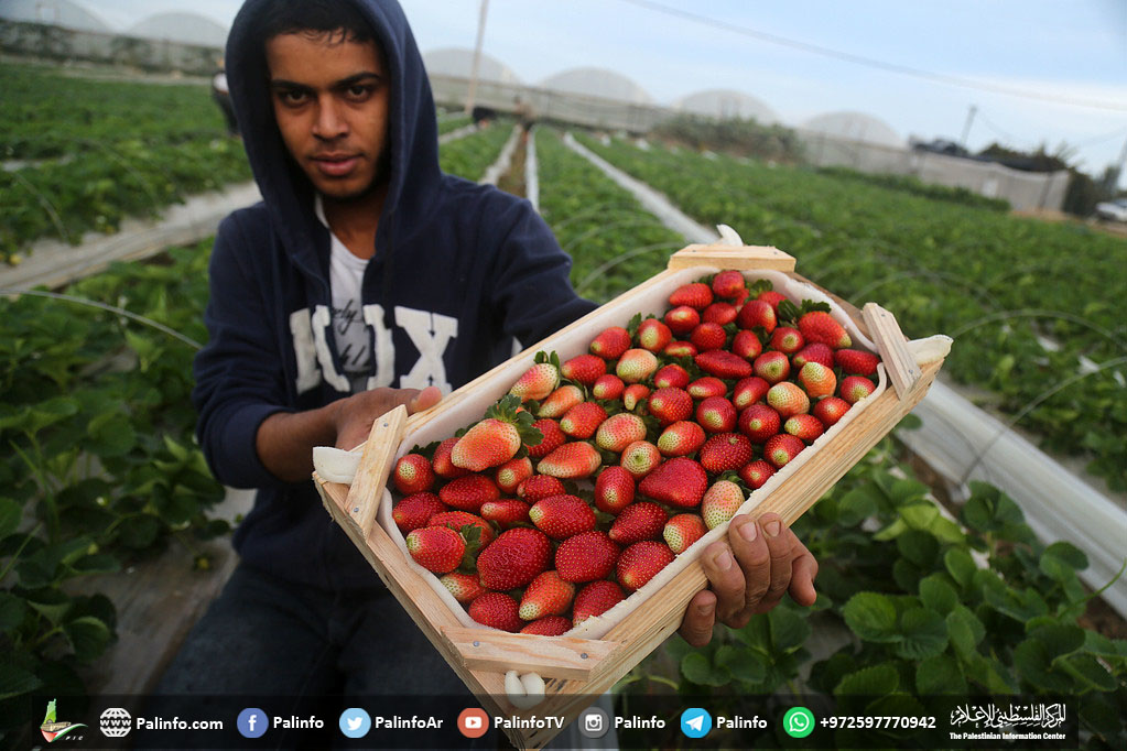 غزة تصدر 3 أطنان فراولة لدول الخليج