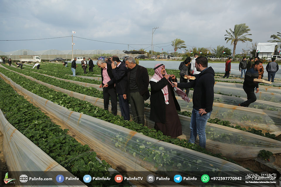زراعة غزة: اتخذنا الاحتياطات اللازمة لمواجهة أسراب الجراد