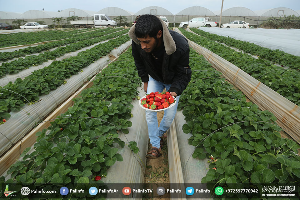 القطاع الزراعي بغزة.. تنمية وتطور رغم العدوان والحصار
