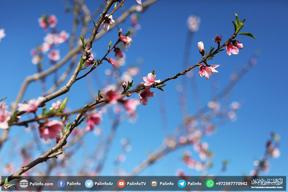 أشجار اللوز والخوخ والتفاح الربيعية تزهو بإطلالتها في غزة