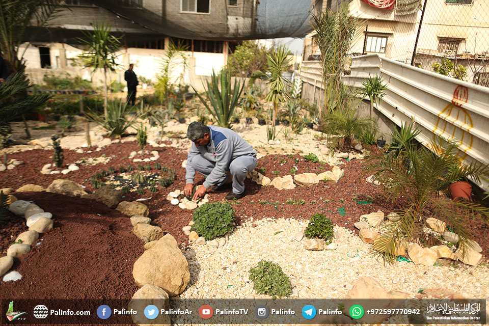 مهندس زراعي يهتم بنبات الصبار في مشتله بغزة