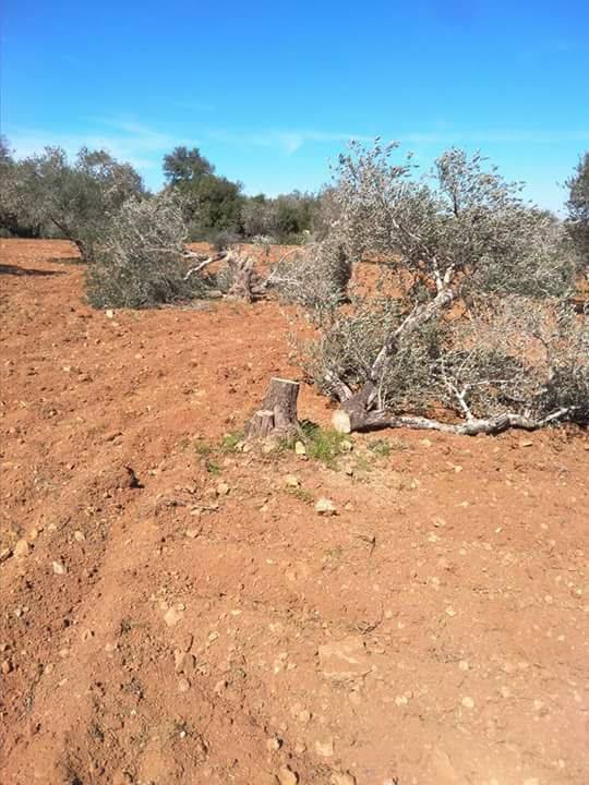 مستوطنون يقطعون أشجار زيتون ويحرقون أراضي جنوب نابلس