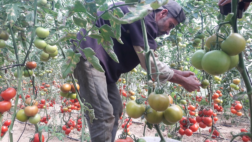 القطاع الزراعي في غزة يئن تحت وطأة الحصار