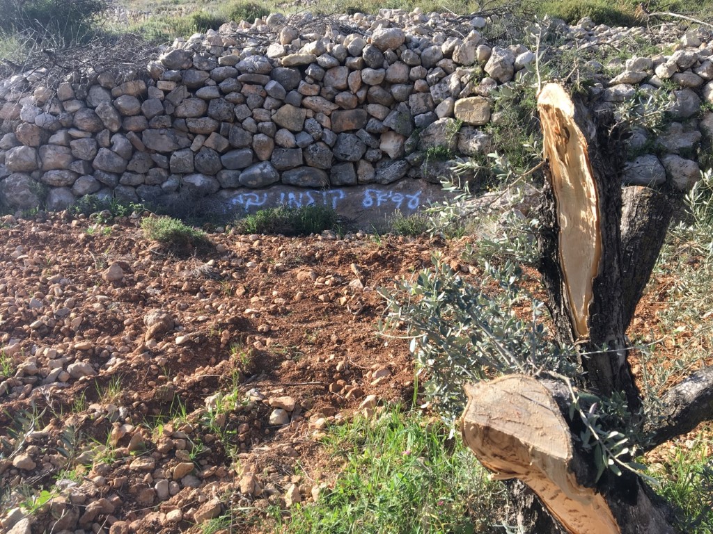مستوطنو أفيتار يشعلون النار في عشرات أشجار الزيتون على جبل صبيح